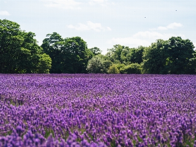 Landscape nature plant field Photo