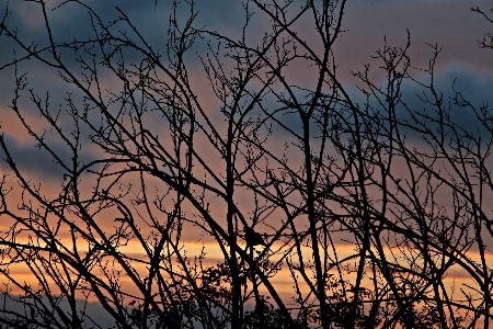 Landscape tree nature grass Photo