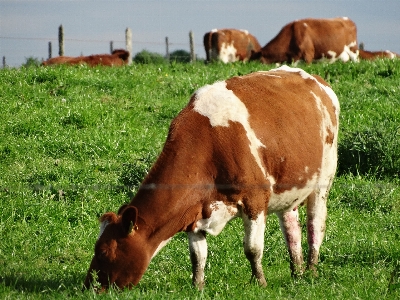 Landscape grass field farm Photo