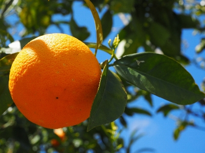 木 ブランチ 植物 空 写真