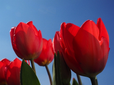 Blossom plant sky field Photo