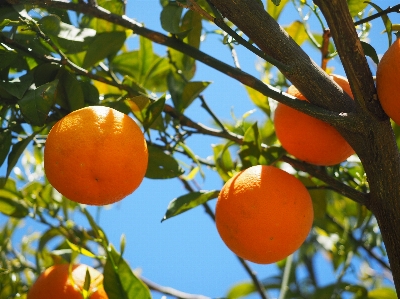 Tree branch plant fruit Photo