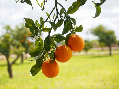 Foto Albero ramo pianta frutta