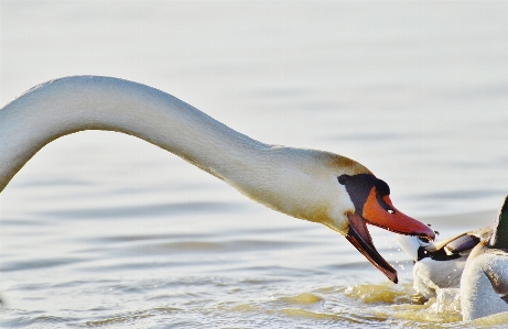 Water bird lake seabird Photo