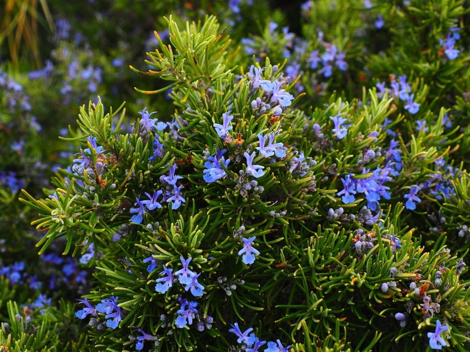 Fleurir usine prairie
 fleur