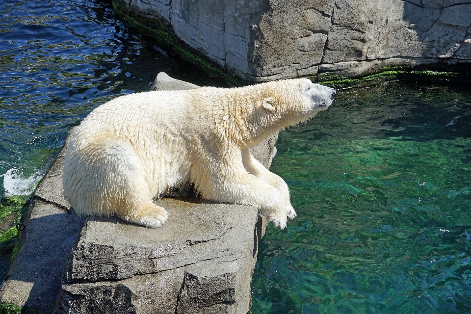 Eau blanc ours faune