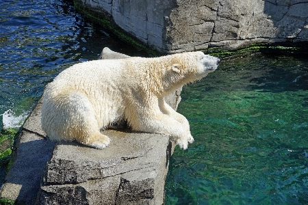 Water white bear wildlife Photo