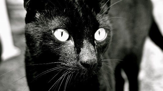 Foto Bianco e nero
 animale domestico