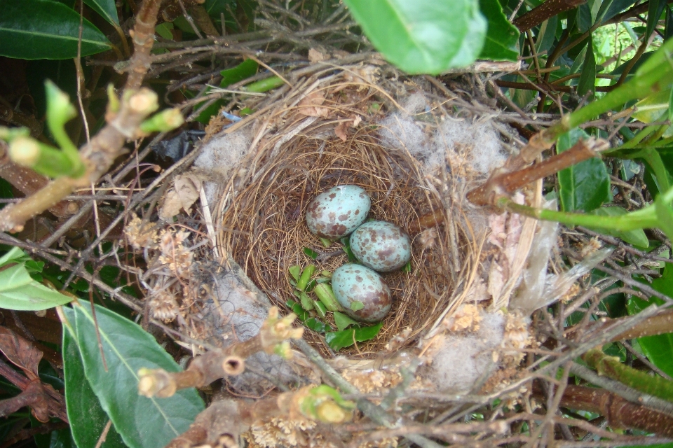 Naturaleza pájaro animal fauna silvestre