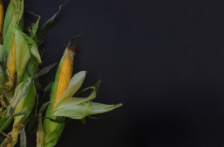 Foto Tanaman daun bunga matang
