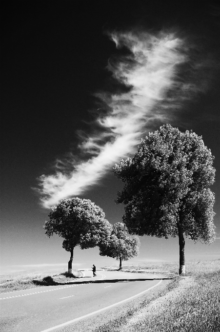 Baum natur gehen person