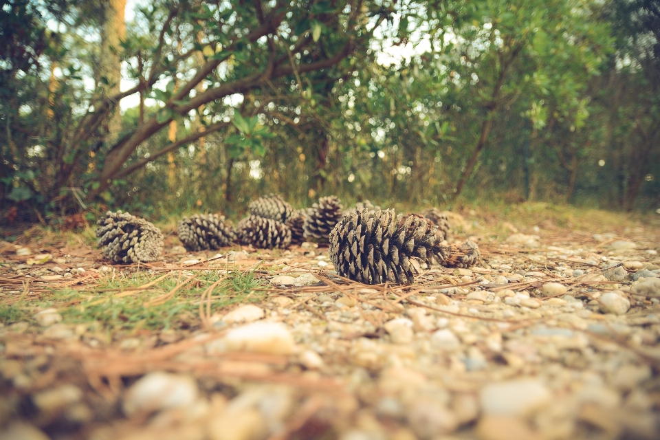 Tree nature forest ground