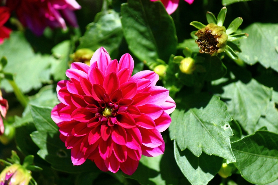 Naturaleza florecer planta flor