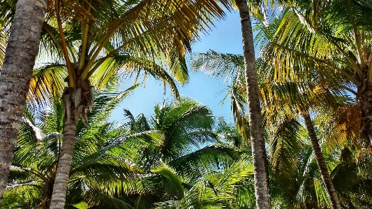 Tree forest plant sunlight Photo