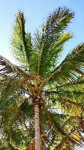 Tree branch plant fruit Photo