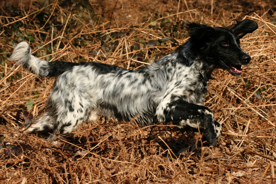 White dog animal pet