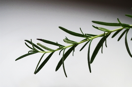 木 草 ブランチ 植物 写真