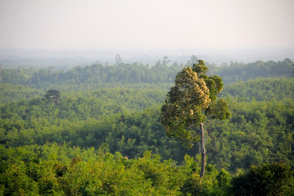 Paisaje árbol naturaleza bosque