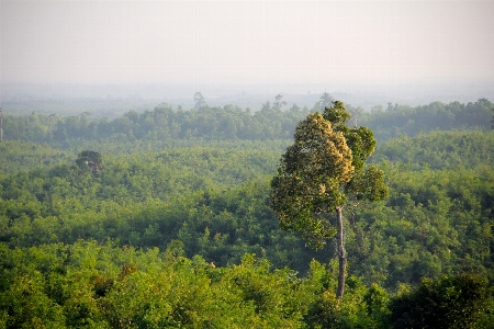 Landscape tree nature forest Photo