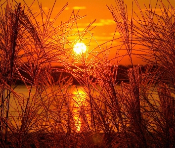 Landscape sea tree nature Photo