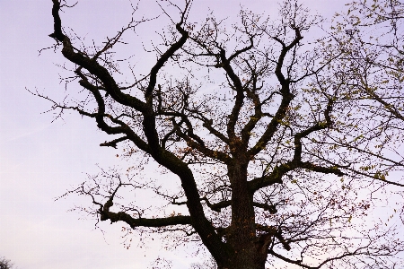 Tree nature branch blossom Photo