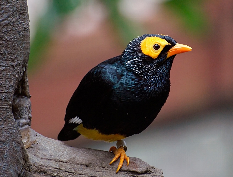 Pohon alam burung melihat