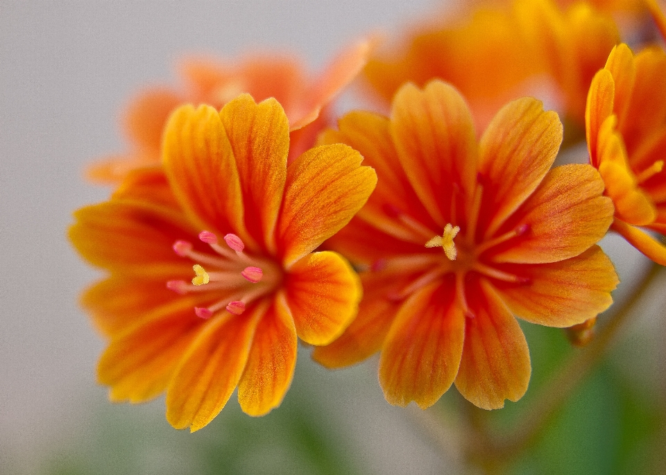 Blüte anlage fotografie blume