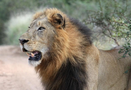 Adventure wildlife zoo mammal Photo