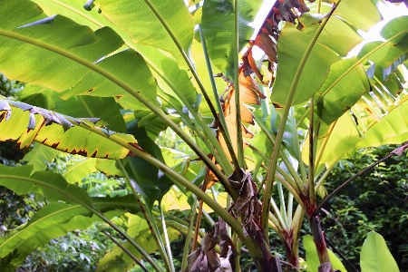 木 植物 ヤシの木 葉 写真