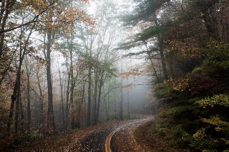 Landscape tree nature forest Photo