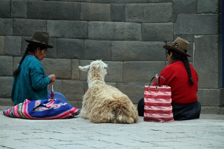 Street tourist travel mammal Photo