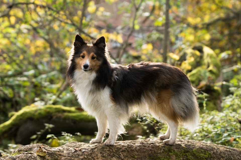 árvore filhote de cachorro collie
