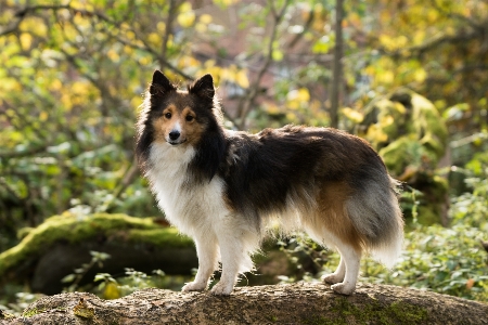 Foto Pohon anak anjing collie
