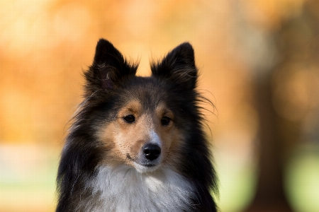 Foto Albero cucciolo cane collie
