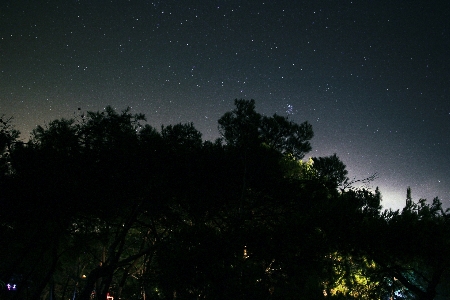 Tree nature forest outdoor Photo