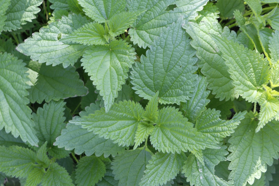 Natura pianta foglia fiore