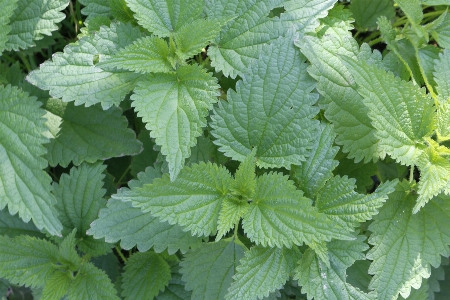 Nature plant leaf flower Photo