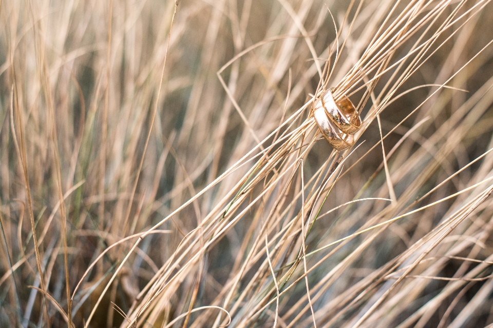 Natur gras zweig anlage