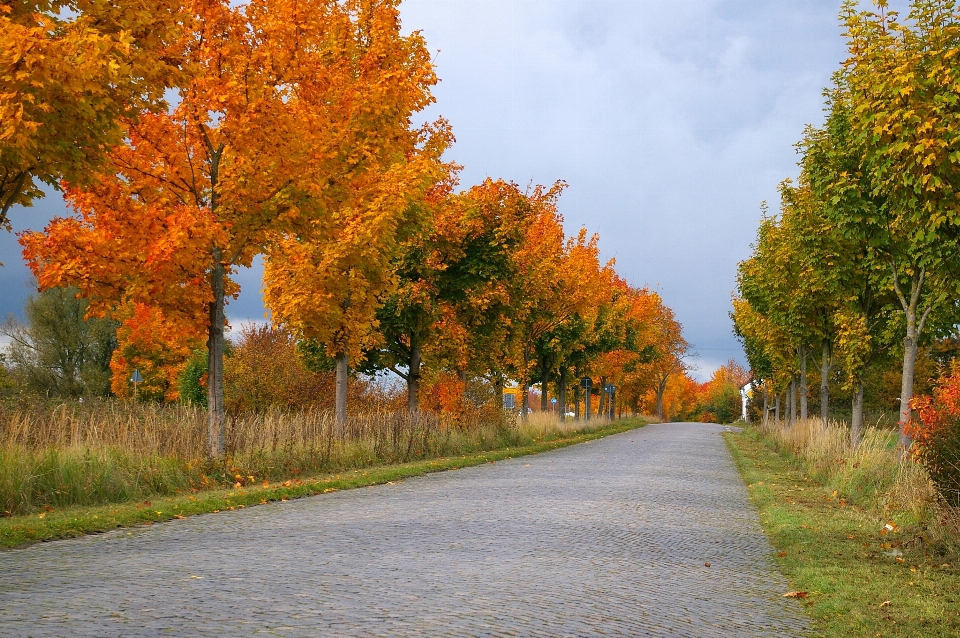 Krajobraz drzewo natura ścieżka