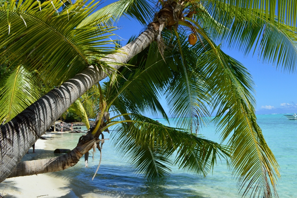 Beach sea tree water