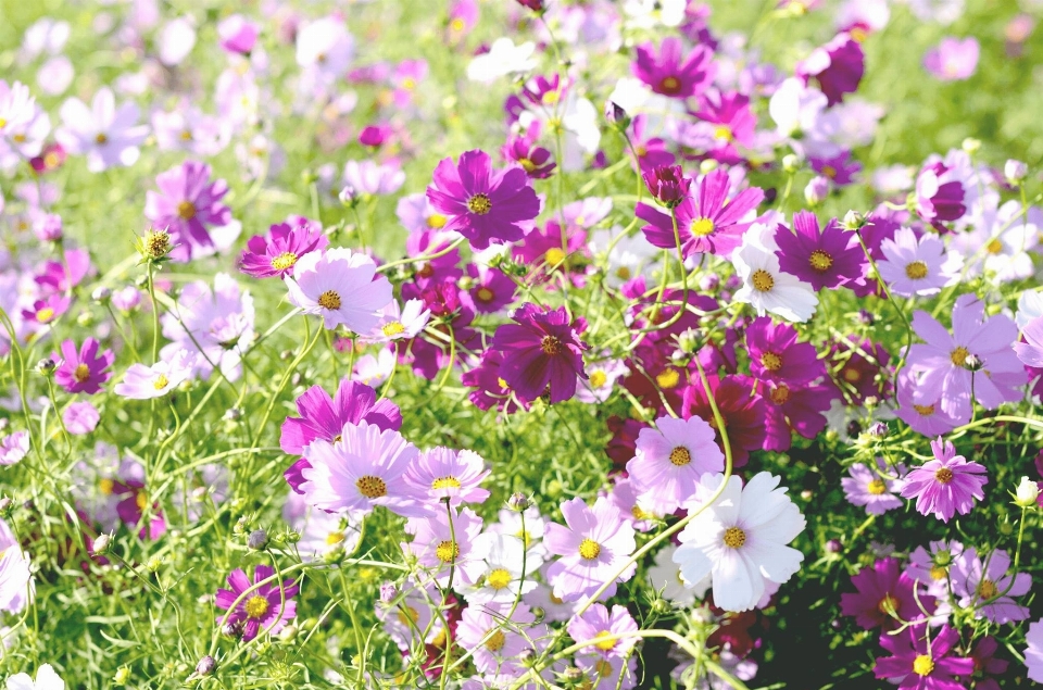 自然 花 クラウド 植物