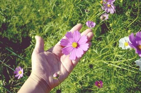 Landscape nature grass blossom Photo