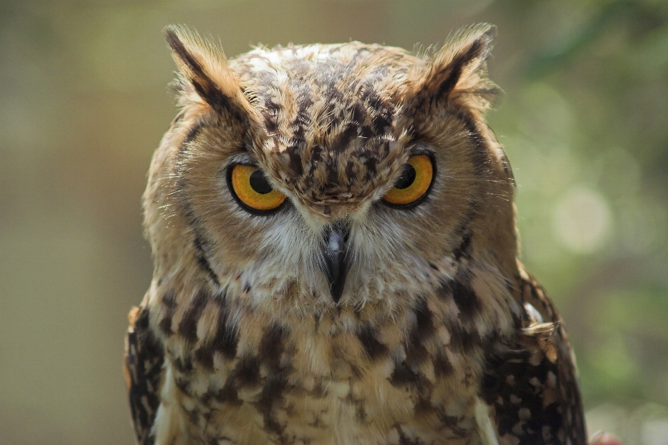 Natura uccello animali selvatici ritratto