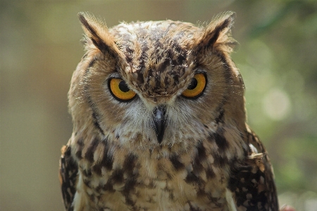 Foto Natura uccello animali selvatici ritratto