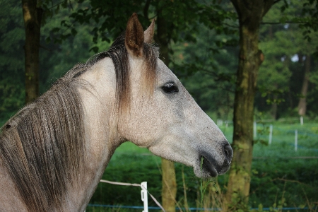 Landscape pasture horse mammal Photo