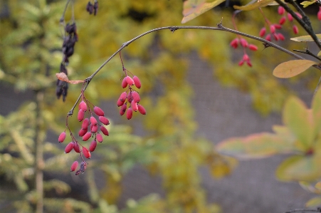 Tree nature branch blossom Photo