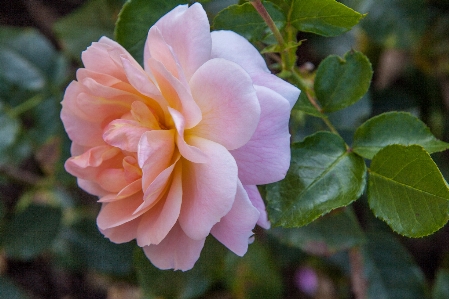 Blossom plant flower petal Photo