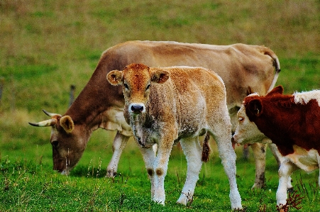 Nature grass field farm Photo