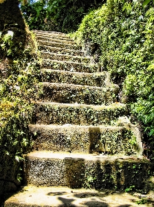 Flower staircase overgrown bush Photo