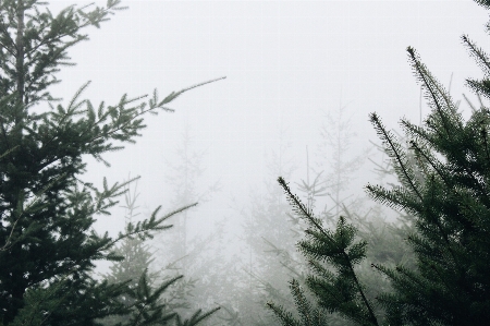 Foto árbol bosque rama nieve